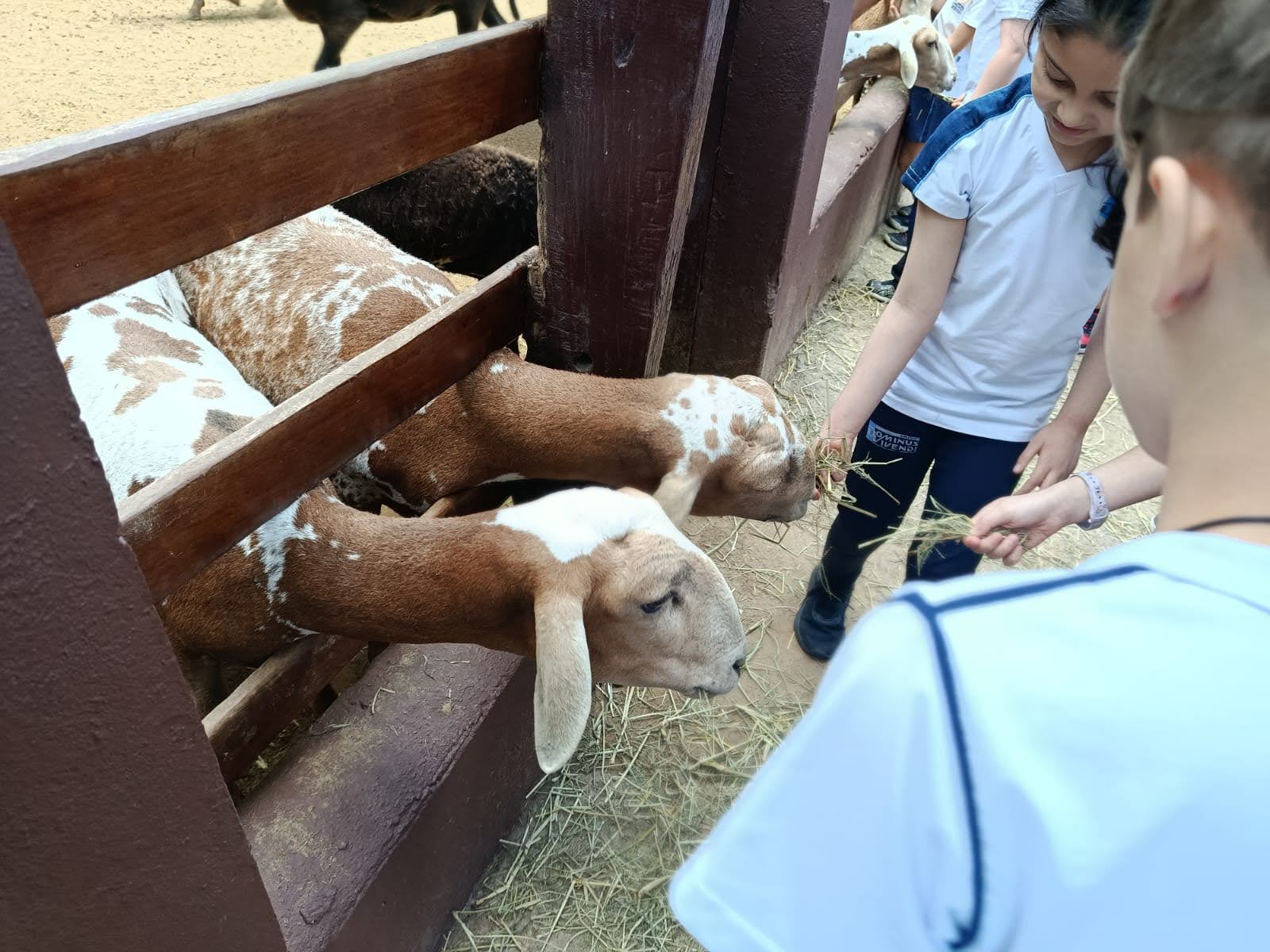 Sitiolândia 1ºA/B,  2ºA/B e 3ºA/B